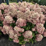 Hortenzia metlinatá (Hydrangea paniculata) ‘LIVING RASPBERRY PINK’® by LIVING CREATIONS® - výška 20-30 cm, kont. C1,5L